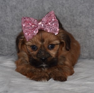 Shorkie Puppy For Sale – Lina, Female – Deposit Only