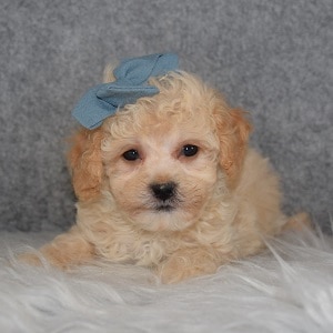 Bichonpoo Puppy For Sale – Linnie, Female – Deposit Only