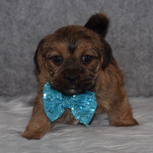 Shorkie Puppy For Sale – Linus, Male – Deposit Only