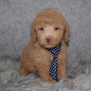 Poodle Puppy For Sale – Logan, Male – Deposit Only
