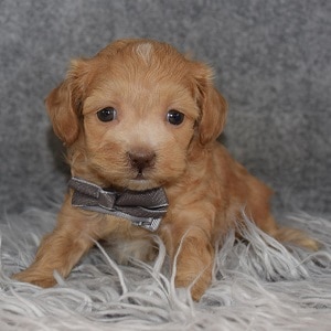 Bichonpoo Puppy For Sale – Luke, Male – Deposit Only