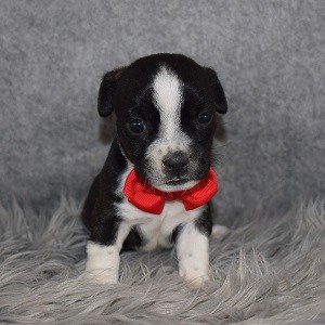 BoJack Puppy For Sale – Mulder, Male – Deposit Only