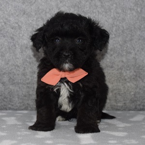 Yorkiepoo Puppy For Sale – Ollie, Male – Deposit Only