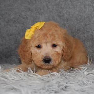 Poodle Puppy For Sale – Peppa, Female – Deposit Only