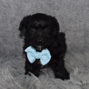 Yorkiepoo Puppy For Sale – Preto, Male – Deposit Only