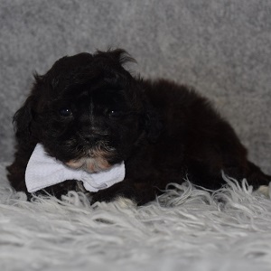 Shihpoo Puppy For Sale – Quincy, Male – Deposit Only
