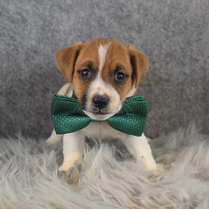 Jack Russell Puppy For Sale – Shamrock, Male – Deposit Only