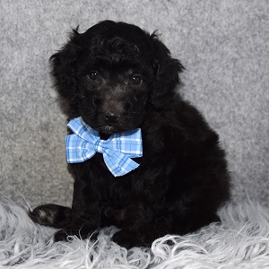 Poodle Puppy For Sale – Stormy, Male – Deposit Only