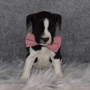 BoJack Puppy For Sale – Superman, Male – Deposit Only