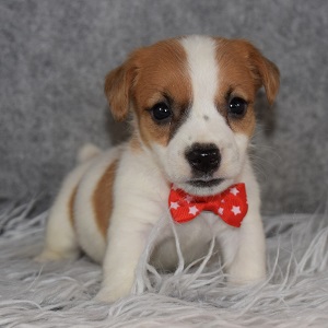 Jack Russell Puppy For Sale – Superman, Male – Deposit Only