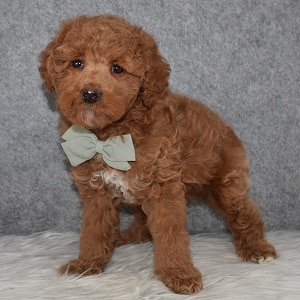 Poodle Puppy For Sale – Toby, Male – Deposit Only