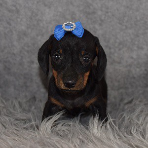 Dachshund Puppy For Sale – Bean, Female – Deposit Only