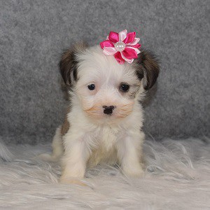 Havanese Puppy For Sale – Bliss, Female – Deposit Only