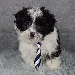 Dannon Havanese puppy for sale in DC