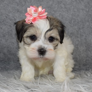 Havanese Puppy For Sale – Sage, Female – Deposit Only