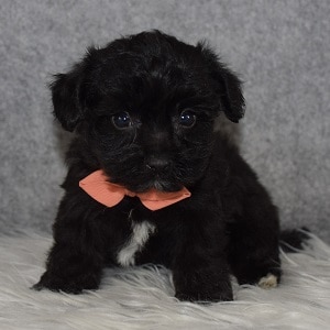 Yorkichon Puppy For Sale – Bam, Male- Deposit Only
