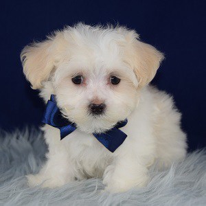 Beau Maltese puppy for sale in DE