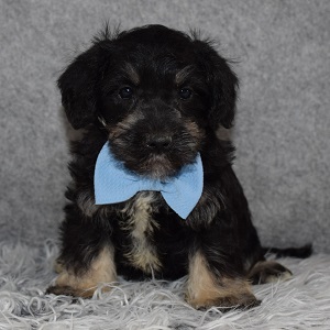 Schnoodle Puppy For Sale – Bentley, Male – Deposit Only