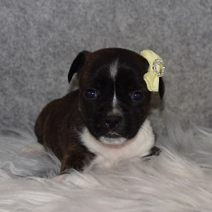 BoJack Puppy For Sale – Bindy, Female – Deposit Only
