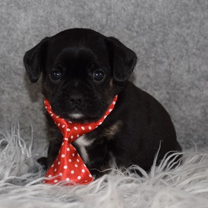 Caviston Puppy For Sale – Bodie, Male – Deposit Only