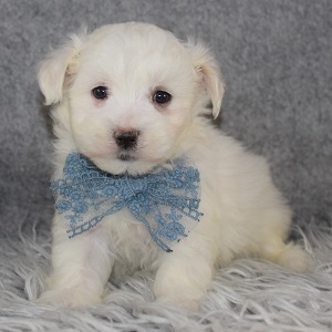 Maltese Puppy For Sale – Boe, Male – Deposit Only