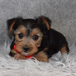 Yorkie Puppy For Sale – Casper, Male – Deposit Only