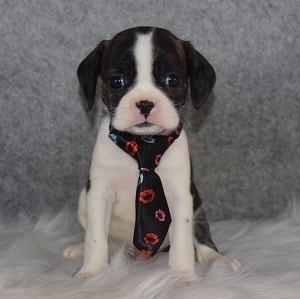 Caviston Puppy For Sale – Charger, Male – Deposit Only