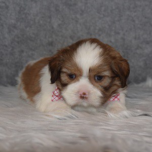 Shih Tzu Puppy For Sale – Denim, Male – Deposit Only