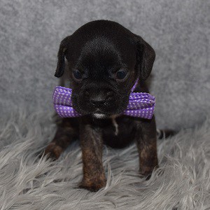 Caviston Puppy For Sale – Derrick, Male- Deposit Only