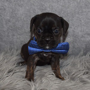 Caviston Puppy For Sale – Devin, Male – Deposit Only