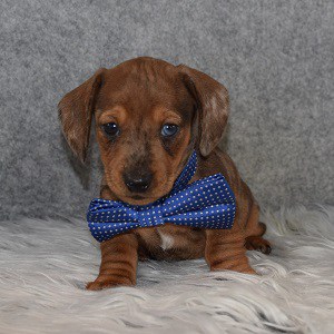Dachshund Puppy For Sale – Dr. Pepper, Male – Deposit Only