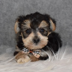 Yorkichon Puppy For Sale – Echo, Male- Deposit Only