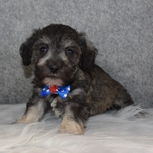 Schnoodle Puppy For Sale – Elijah, Male – Deposit Only