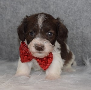 Schnoodle Puppy For Sale – Elliot, Male – Deposit Only
