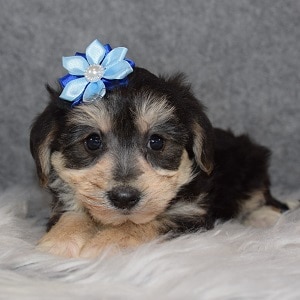 Yorkichon Puppy For Sale – Estie, Female – Deposit Only