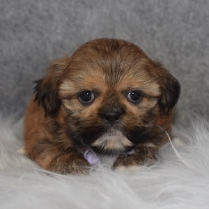 Shih Tzu Puppy For Sale – Harley, Male – Deposit Only