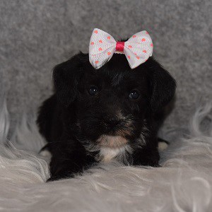 Schnoodle Puppy For Sale – Harmony, Female – Deposit Only