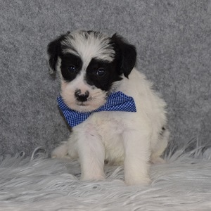 Schnoodle Puppy For Sale – Howdy, Male – Deposit Only