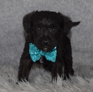 Schnoodle Puppy For Sale – Jake, Male – Deposit Only