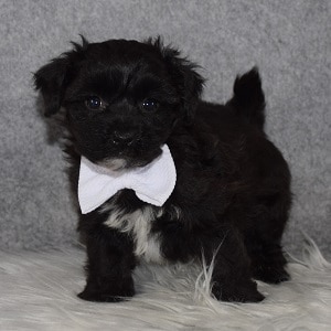 Yorkichon Puppy For Sale – Jam, Male – Deposit Only