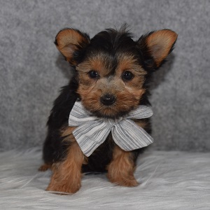 Yorkie Puppy For Sale – Jessup, Male – Deposit Only