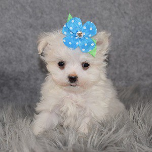 Maltese Puppy For Sale – Josie, Female – Deposit Only