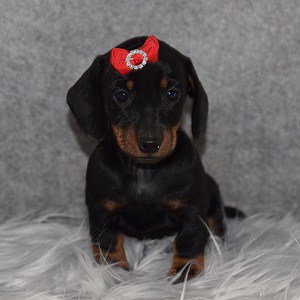 Dachshund Puppy For Sale – Jove, Female – Deposit Only