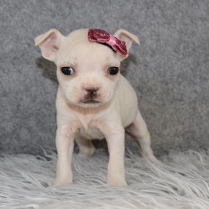 Boston Terrier Puppy For Sale – Lollipop, Female – Deposit Only