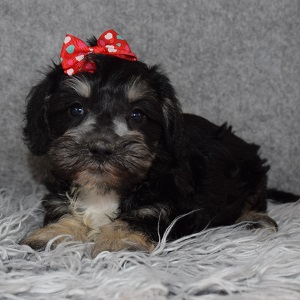 Schnoodle Puppy For Sale – Mercedes, Female – Deposit Only