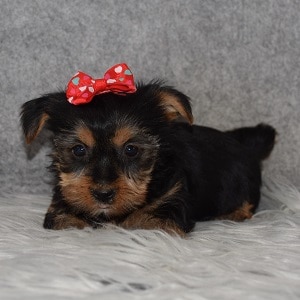 Yorkie Puppy For Sale – Millie, Female – Deposit Only