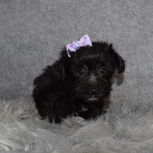 Yorkichon Puppy For Sale – Nala, Female- Deposit Only