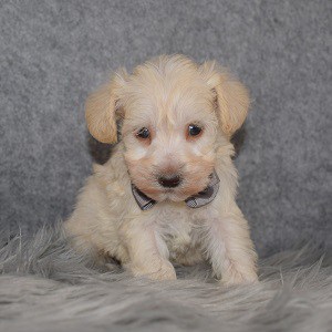 Schnoodle Puppy For Sale – Narnia, Male – Deposit Only