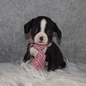 Caviston Puppy For Sale – Nelson, Male – Deposit Only