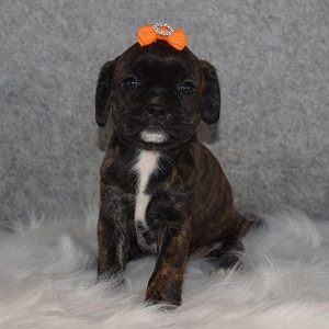Caviston Puppy For Sale – Nova, Female – Deposit Only